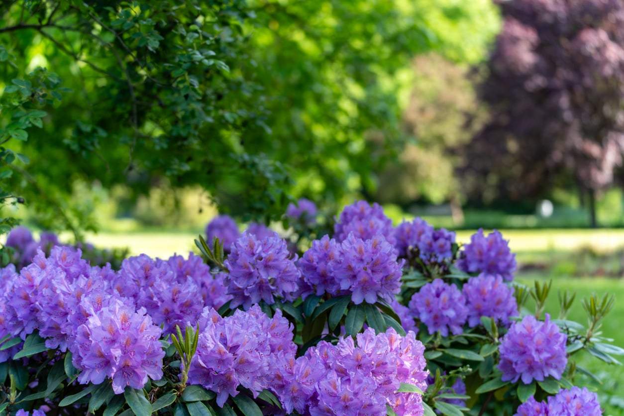 Der Jeli Zaubergarten: Ein Arboretum, das Krieg und Vergessen überlebt hat – und heute in voller Blüte wartet — Freizeit