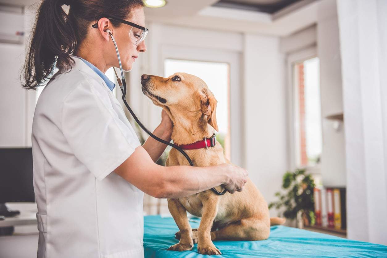 What every pet owner should know: why pet insurance matters and when to get it — Family