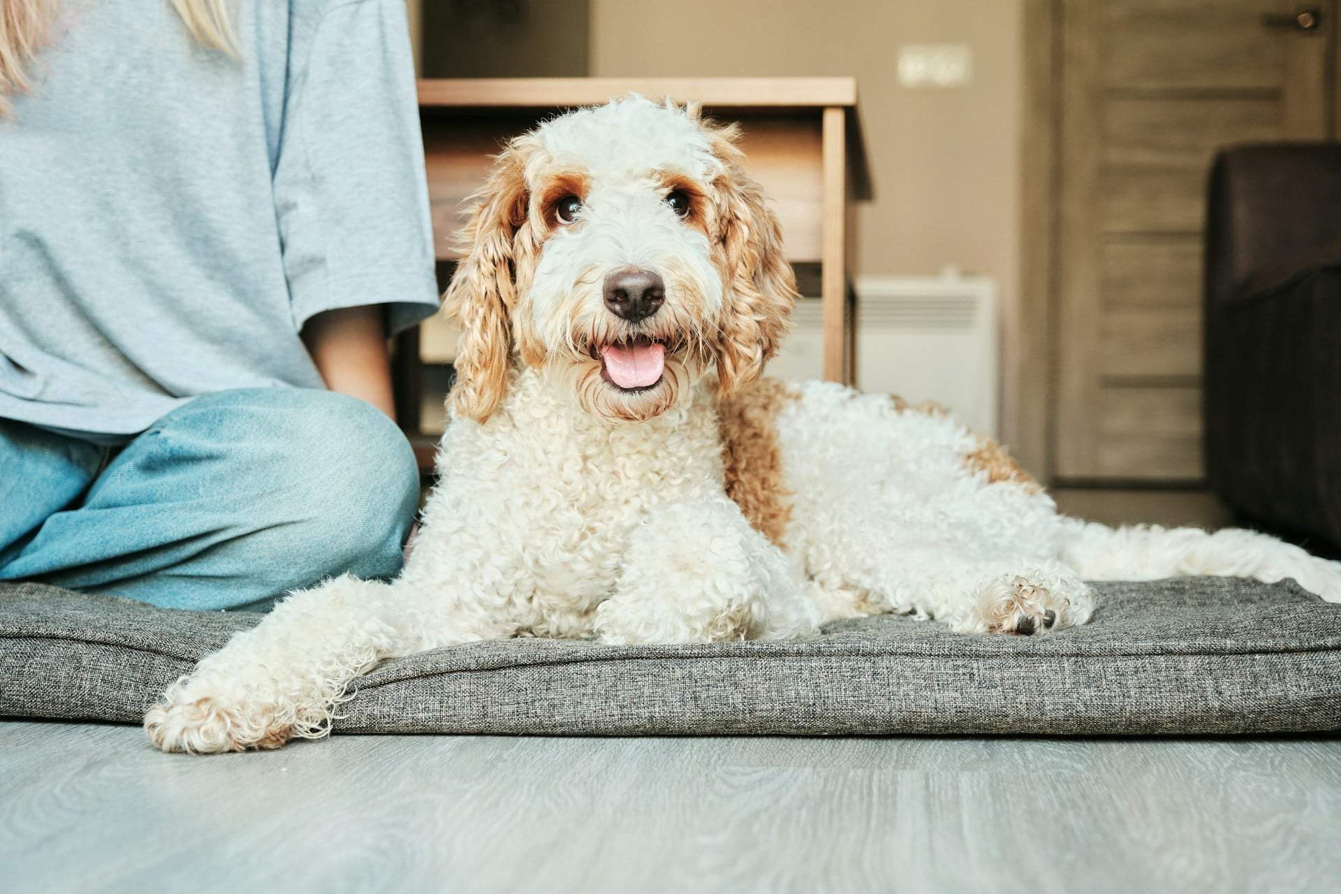 Tierfreundliches Zuhause einrichten: Die besten Böden und Wandfarben für Haustierbesitzer — Haushalt