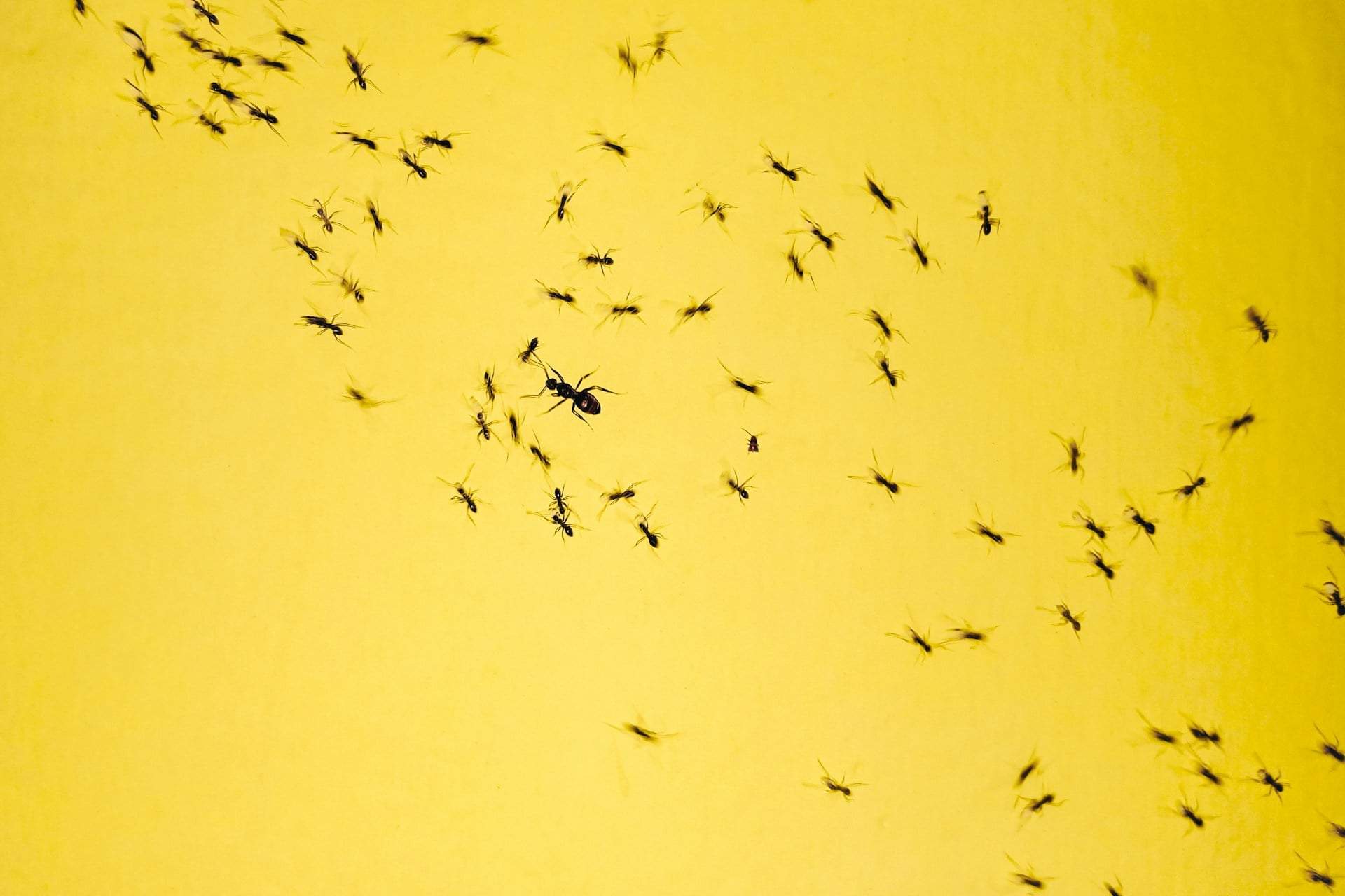 4 natürliche Düfte aus der Speisekammer, vor denen Ameisen die Flucht ergreifen — Haushalt