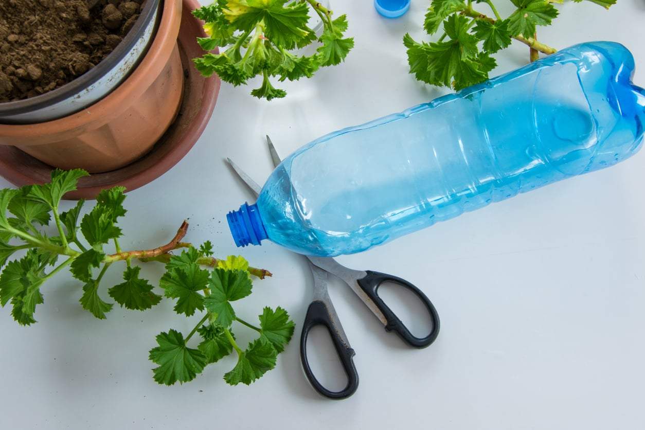 Pflanzen gießen im Urlaub: So baust du dir ein DIY-Tröpfchensystem aus Plastikflaschen — Hobby