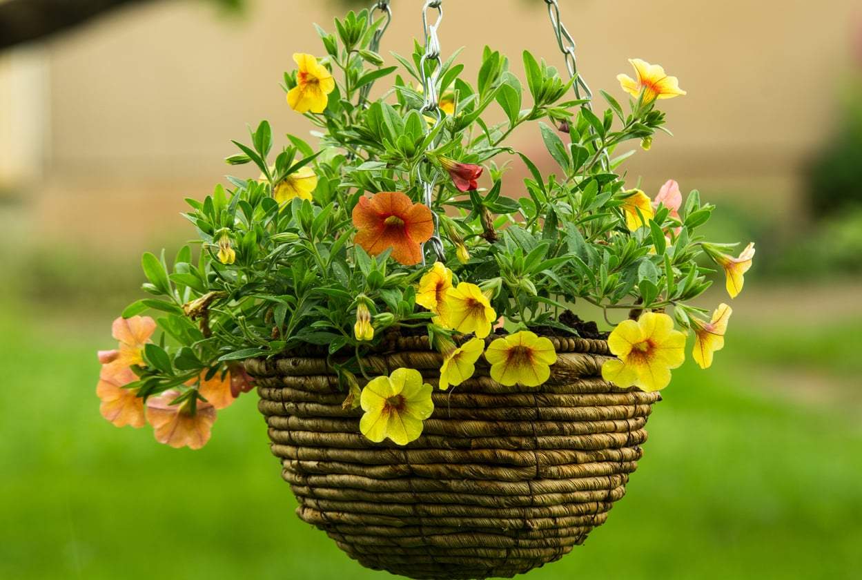 7 proven ways to keep your hanging baskets from drying out in the summer heat — Garden & terrace