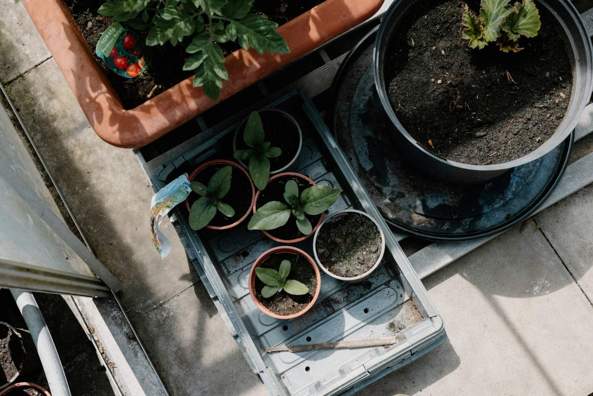 Jardin à cocktails en pot : cultivez vos aromates avec style, même sur un balcon — Loisir