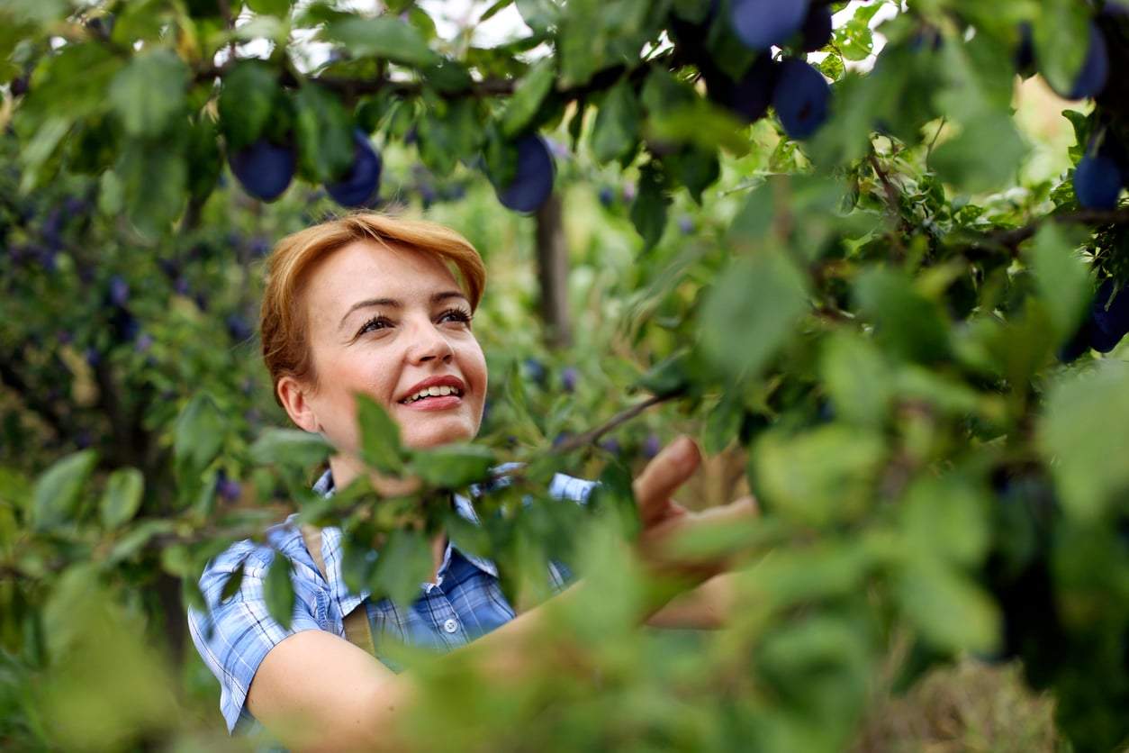 5 árboles frutales que dan cosechas increíblemente abundantes — Jardín y terraza