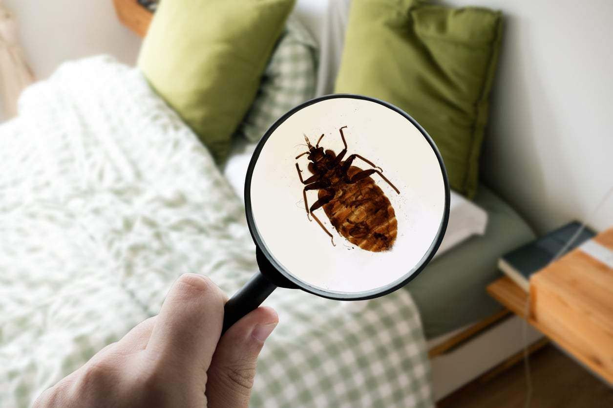 Bed bugs in your home? Here's exactly how to get rid of them — Household