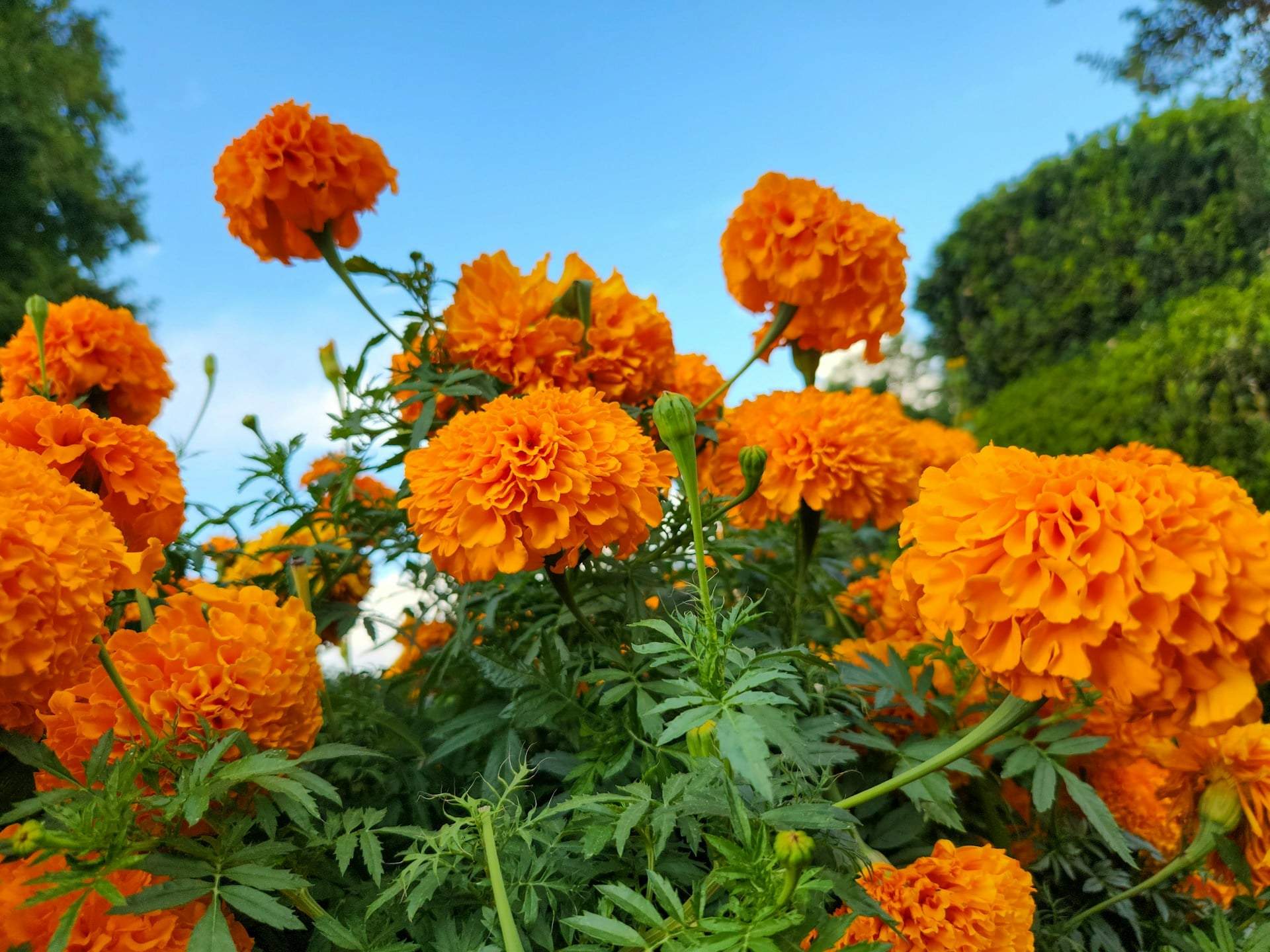 Ces 10 plantes éloignent naturellement les tiques de votre jardin — Jardin et terrasse