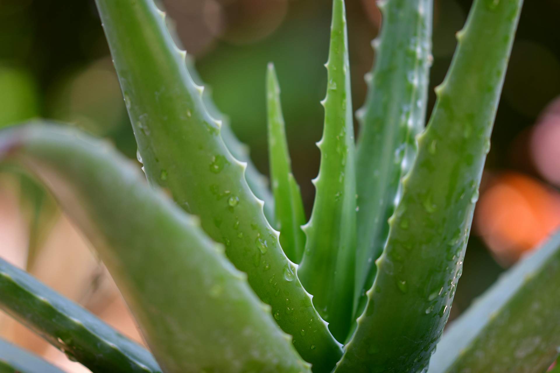 La plante qui fait presque tout : voici pourquoi vous devriez avoir un aloe vera chez vous — Santé