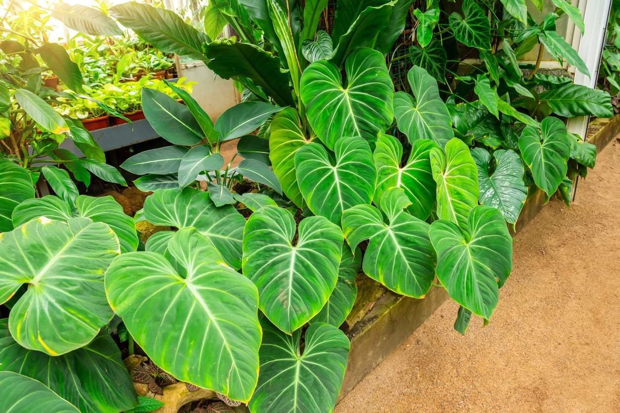 20 plantes d'intérieur qui s'épanouissent sans lumière directe — Décoration
