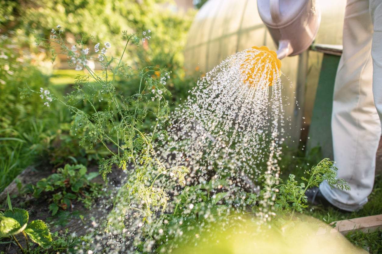 Why Watering Your Garden Every Evening in Summer Is Actually a Mistake — Garden & terrace