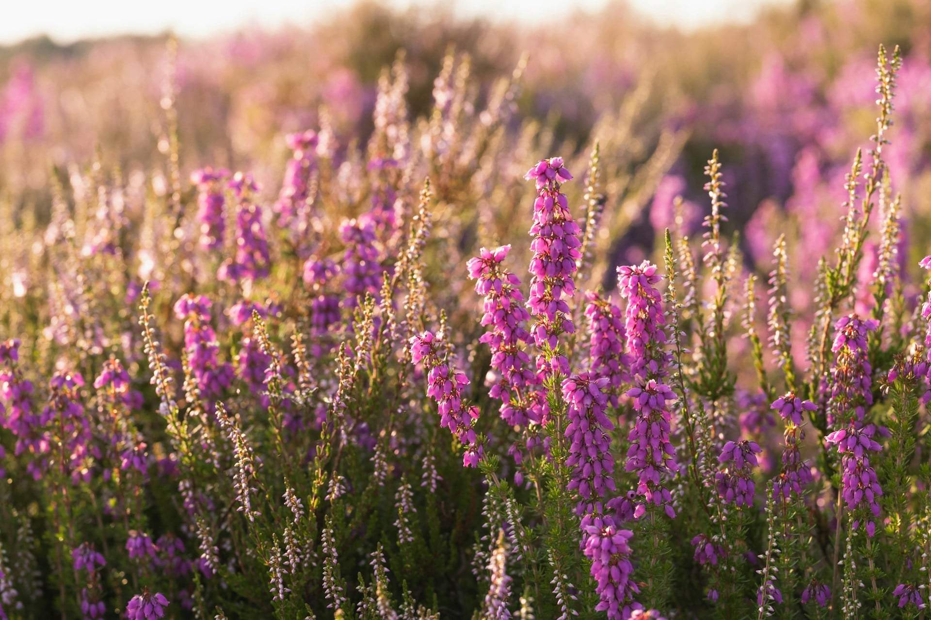3 garden plants you're slowly killing with coffee grounds — Garden & terrace