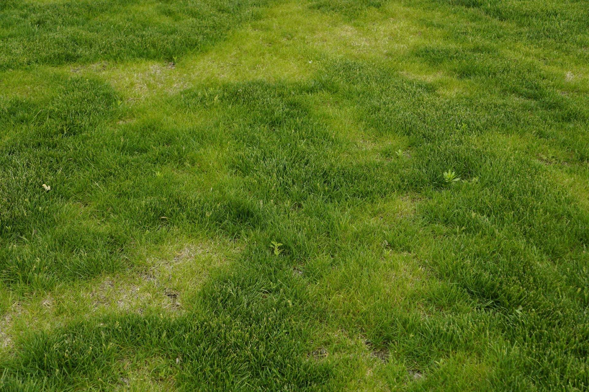 Des taches brûlées dans votre pelouse ? Ce remède maison à quelques centimes la fait reverdir — Jardin et terrasse