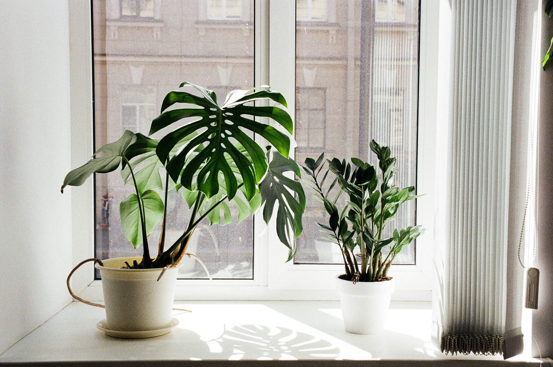 Le piante da appartamento più popolari classificate: quali purificano davvero l'aria? — Arredo