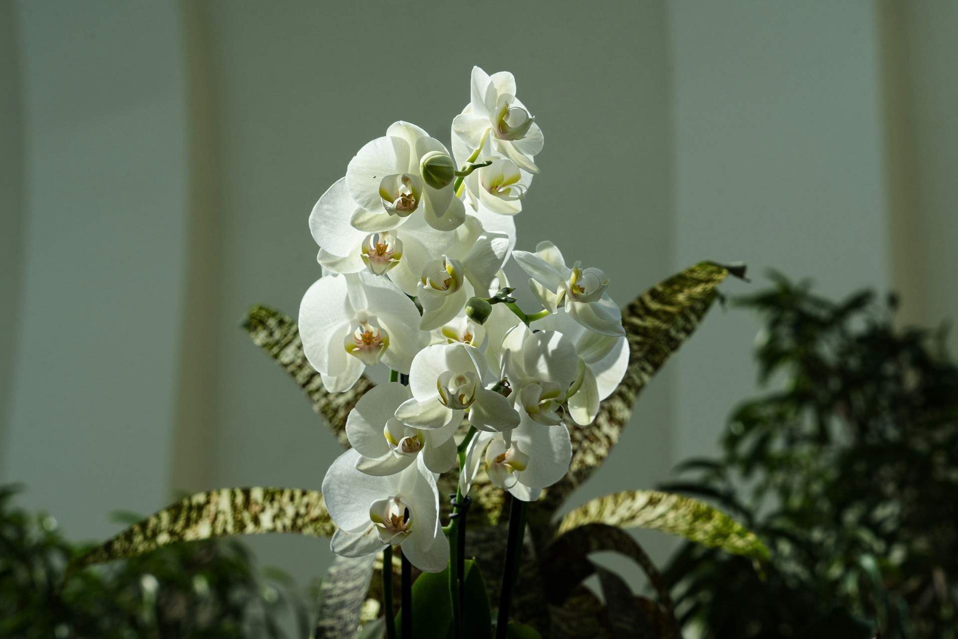 7 Houseplants That Symbolize Harmony and Calm — and Actually Look Beautiful Too — Decor