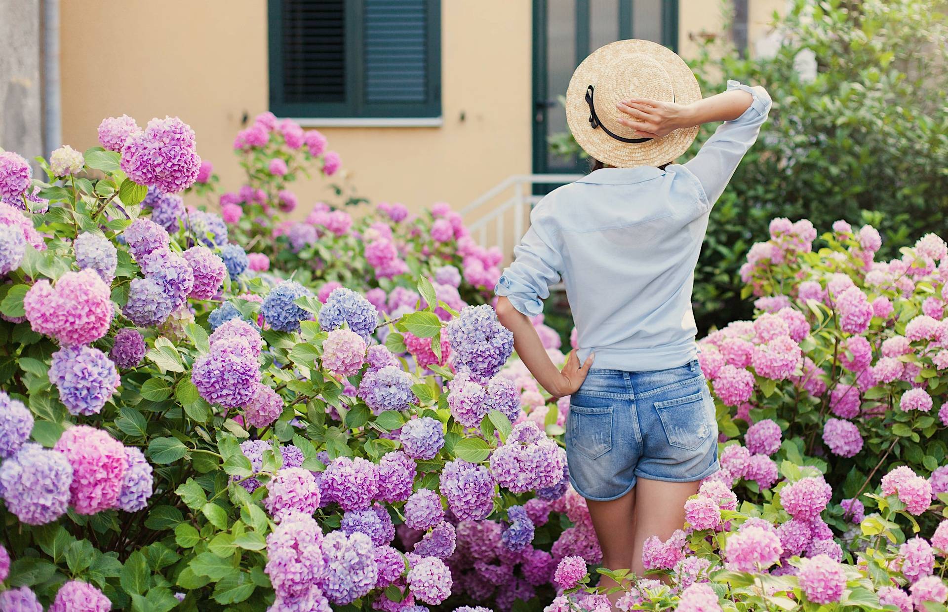 So bringst du deine Hortensien zum Leuchten – mit diesem einfachen Trick