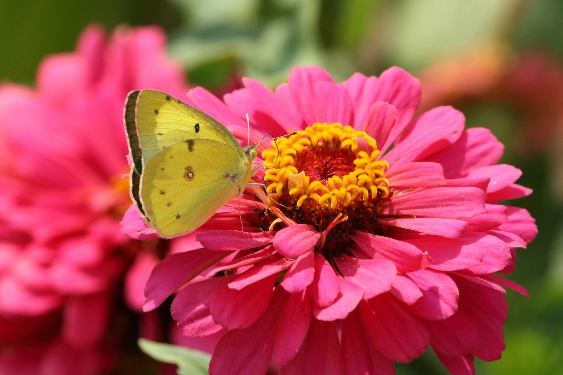 10 piante che le farfalle amano: puoi ancora piantarle adesso
