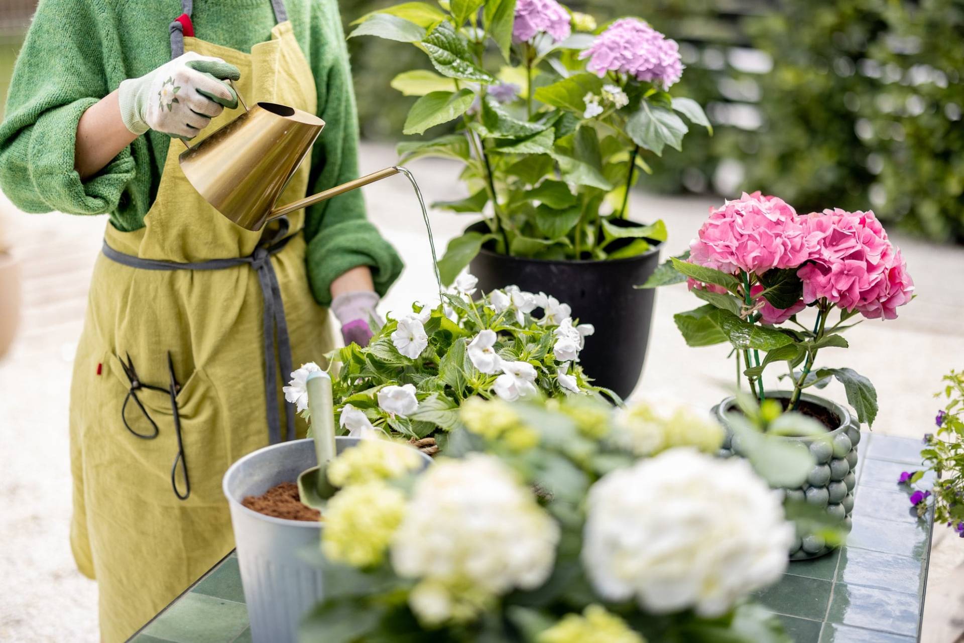 Il fiore perfetto per te secondo il tuo segno zodiacale