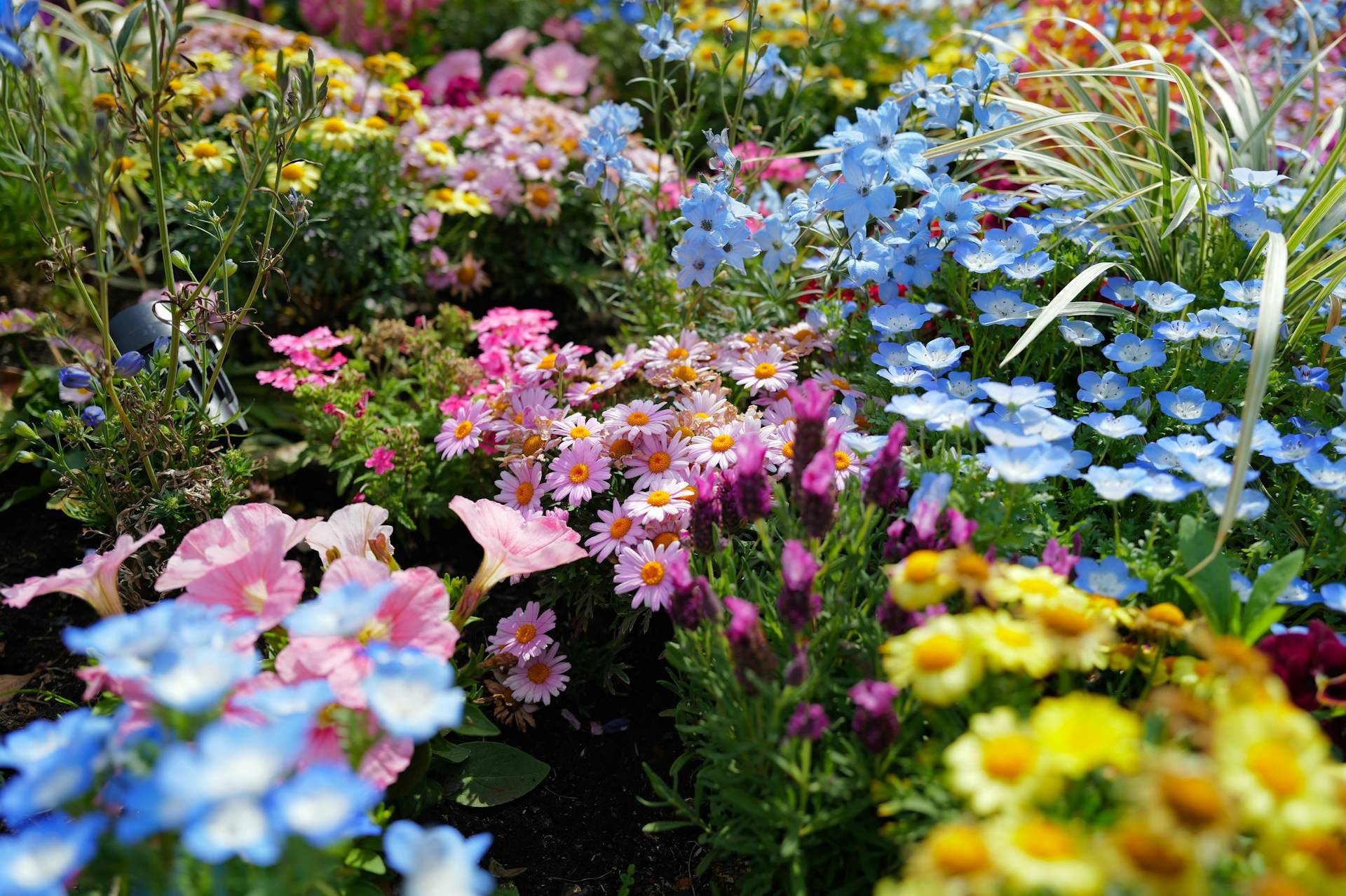 10 Lucky Flowers to Plant in Your Garden This Spring