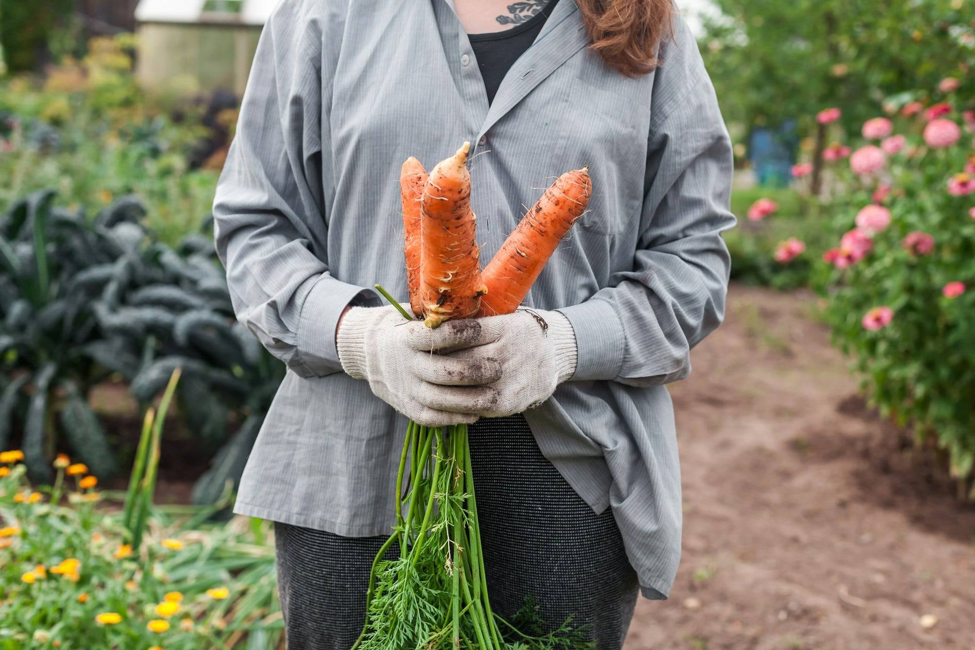 9 verdure da seminare adesso: in estate le raccogli direttamente dal tuo orto