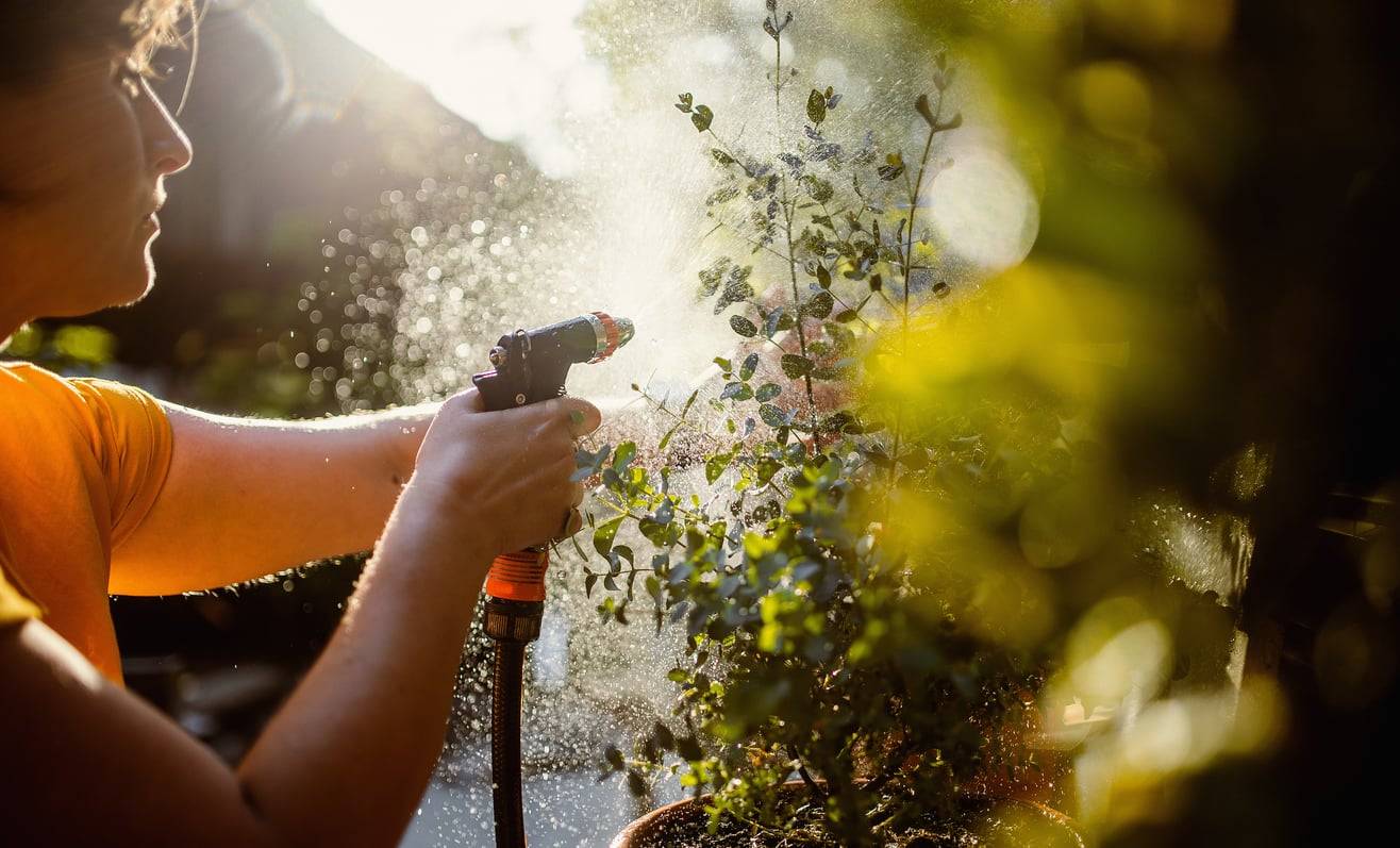 Giardinaggio sostenibile: come risparmiare acqua senza rinunciare a un giardino bellissimo