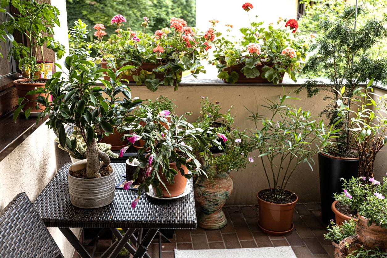 Balcone jungle: 7 idee per trasformare anche il terrazzo più piccolo in un angolo verde lussureggiante
