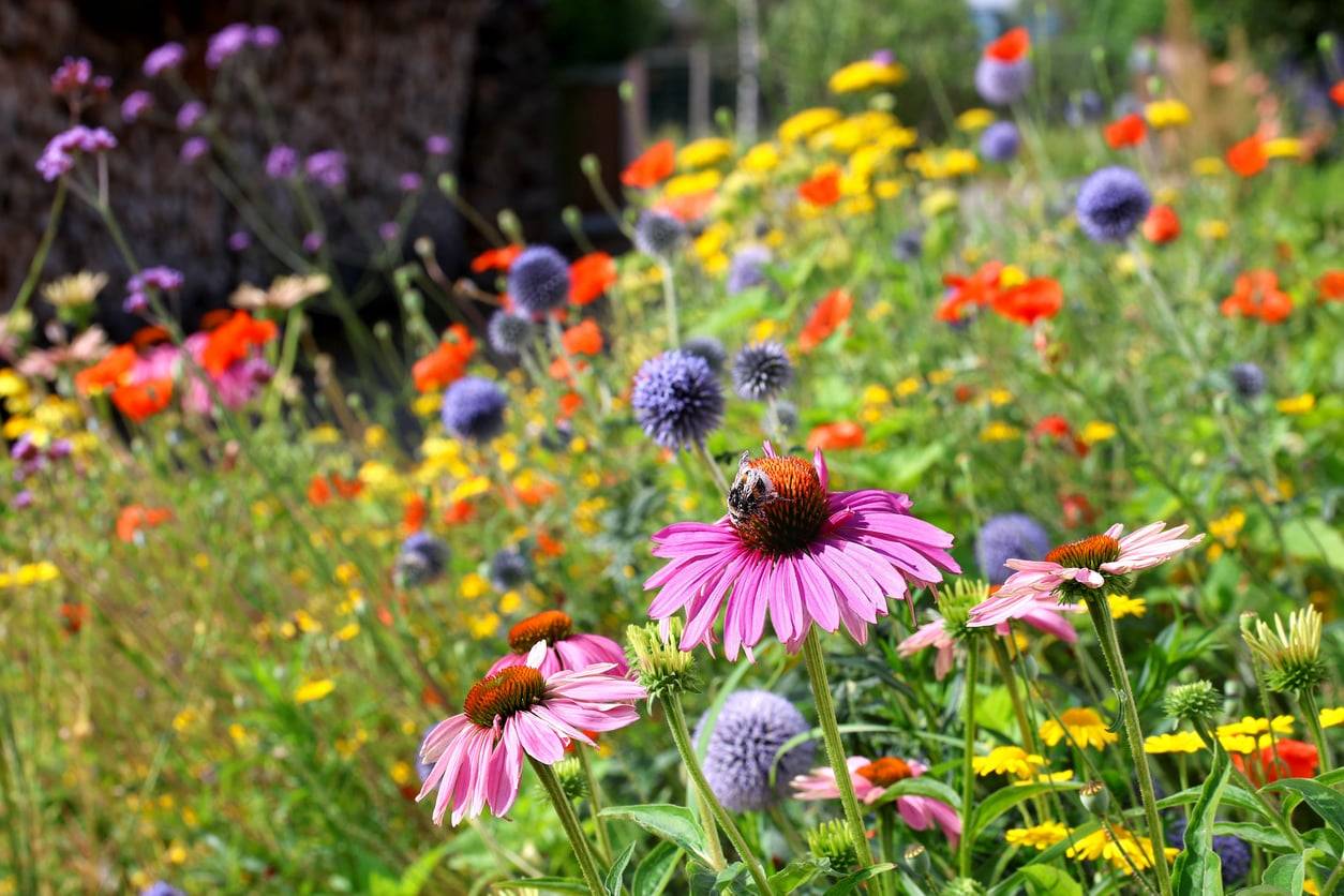 6 tendenze giardino che stanno sostituendo il prato perfetto (e perché è una buona notizia)