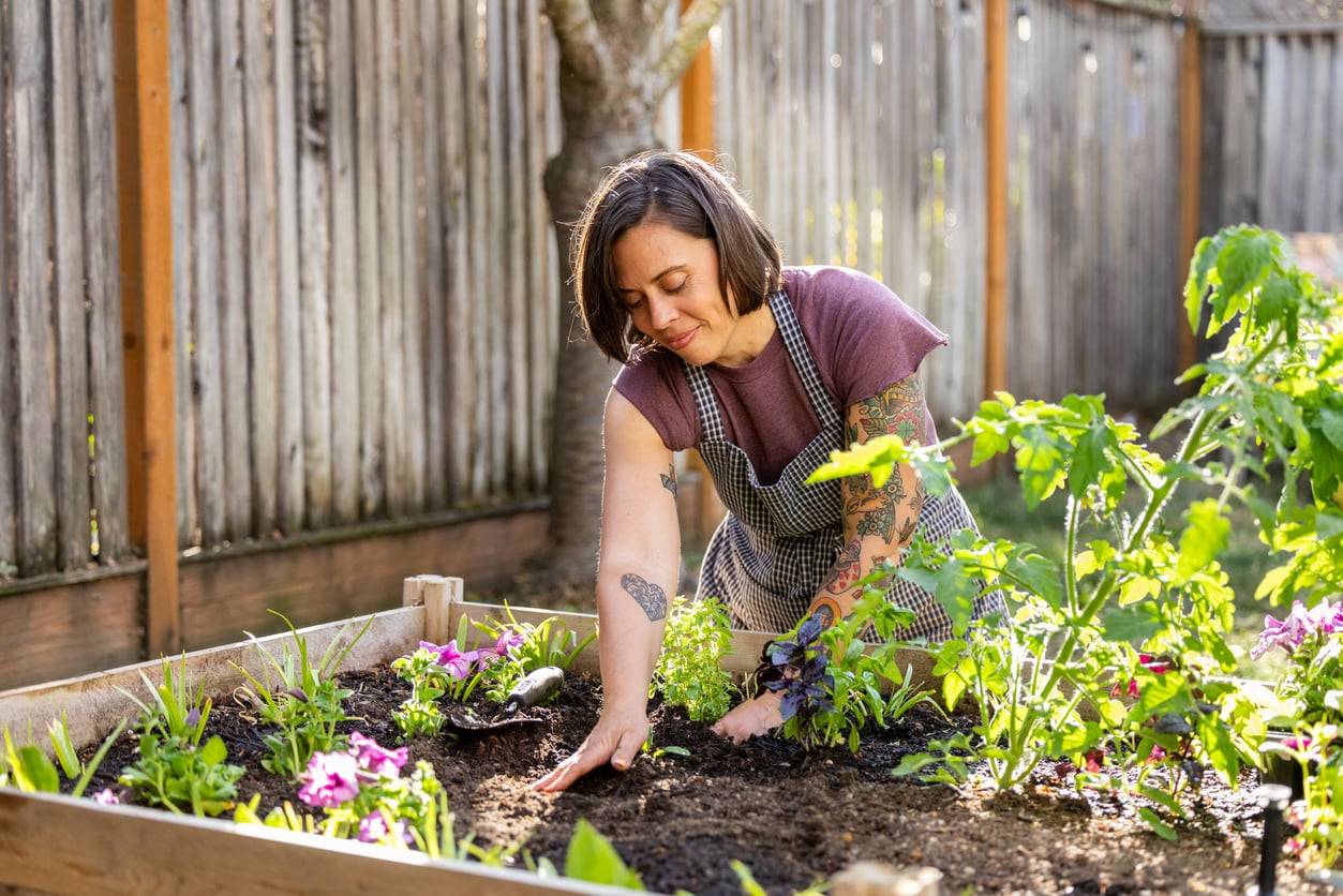 Grow Your Own Tea Garden in a Raised Bed — Here's How to Start — Hobby