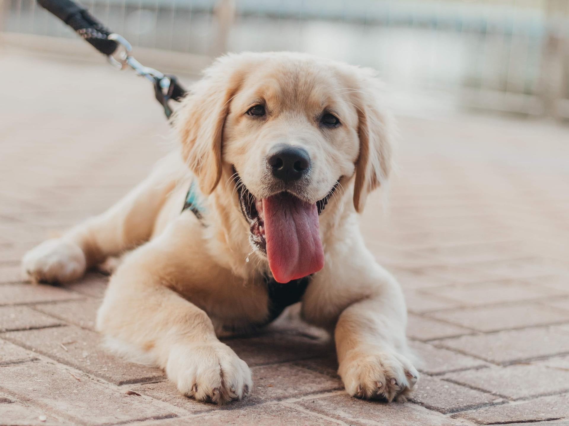 Las 5 razas de perros más silenciosas: tu vecino te lo agradecerá — Familia