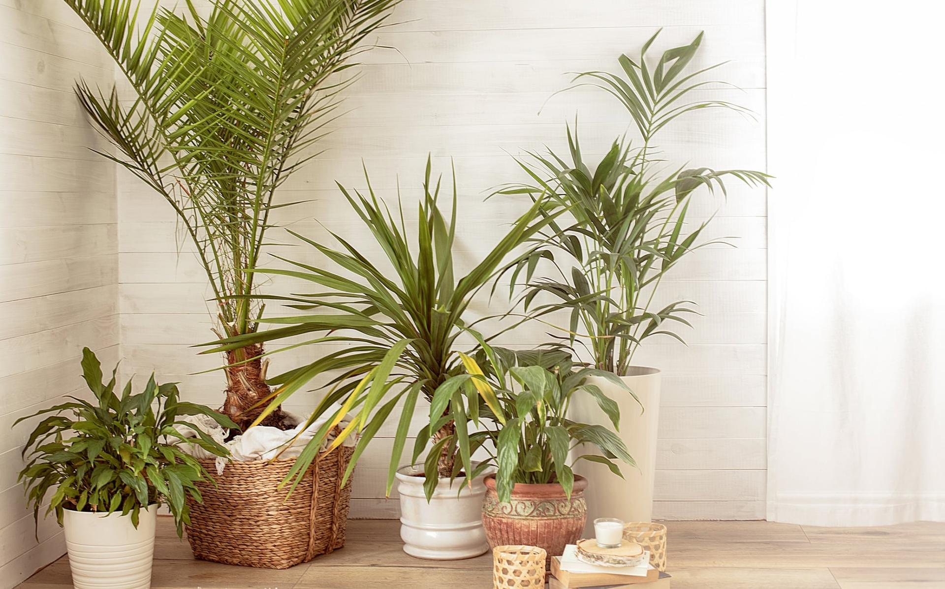 Rends tes petites plantes d’intérieur plus heureuses avec cette astuce Ikea ultra simple — Jardin et terrasse