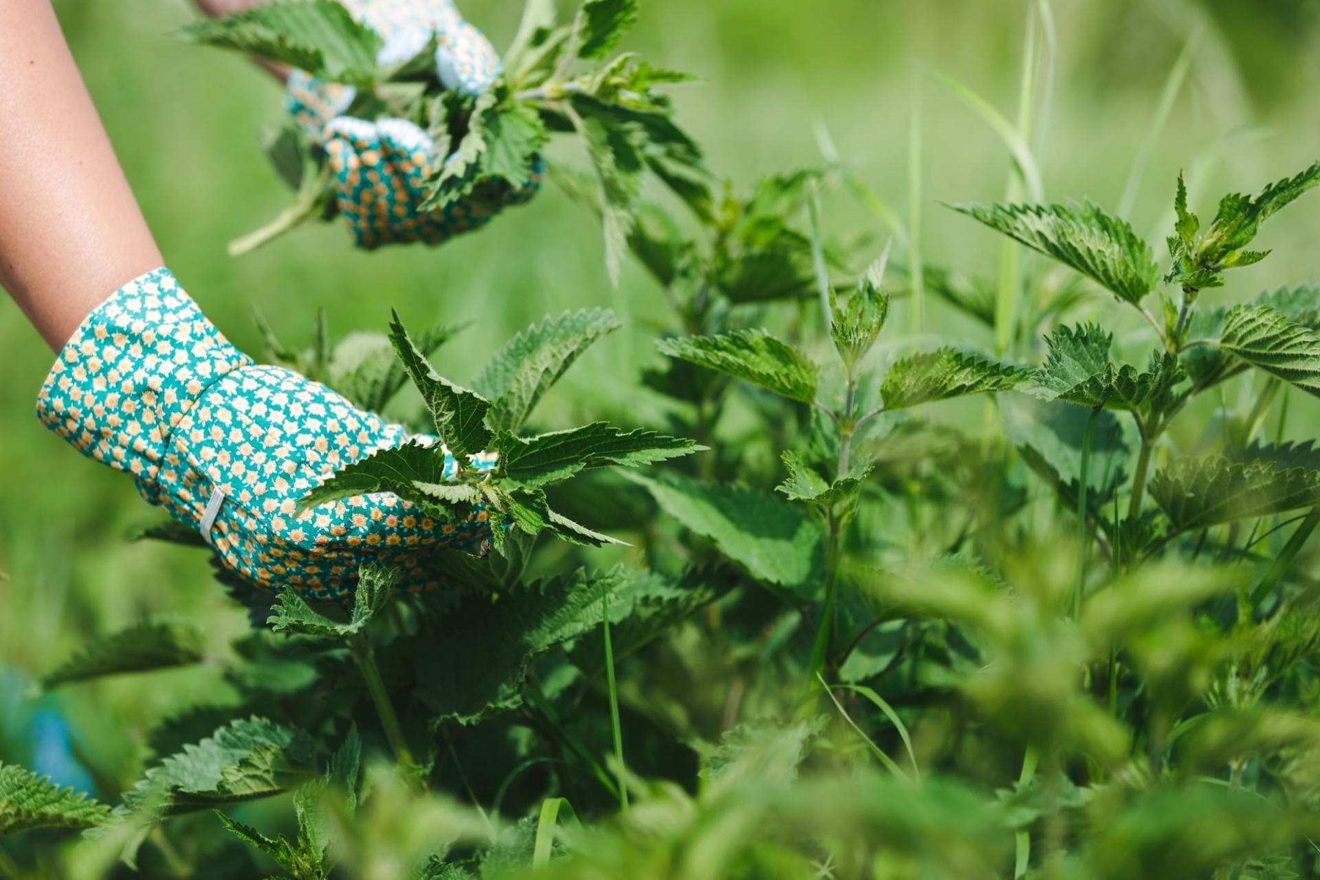 5 raisons de ne pas arracher l’ortie de votre jardin — Santé