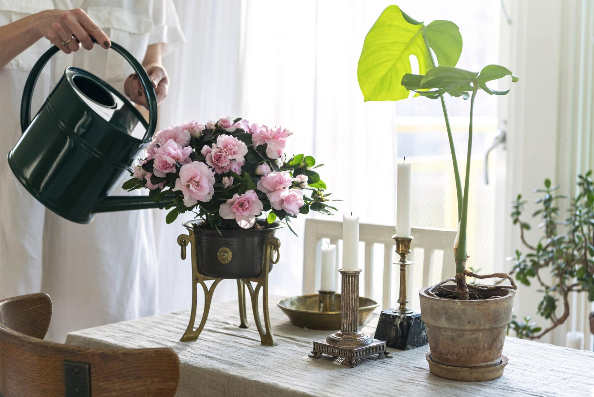 Cette plante d’intérieur vous rappelle vos objectifs. 15 plantes d’intérieur, 15 effets différents — Décoration