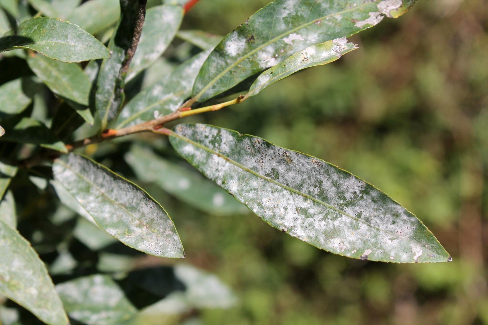 Can You Recognize Powdery Mildew? How to Protect Your Plants from It! — Garden & terrace