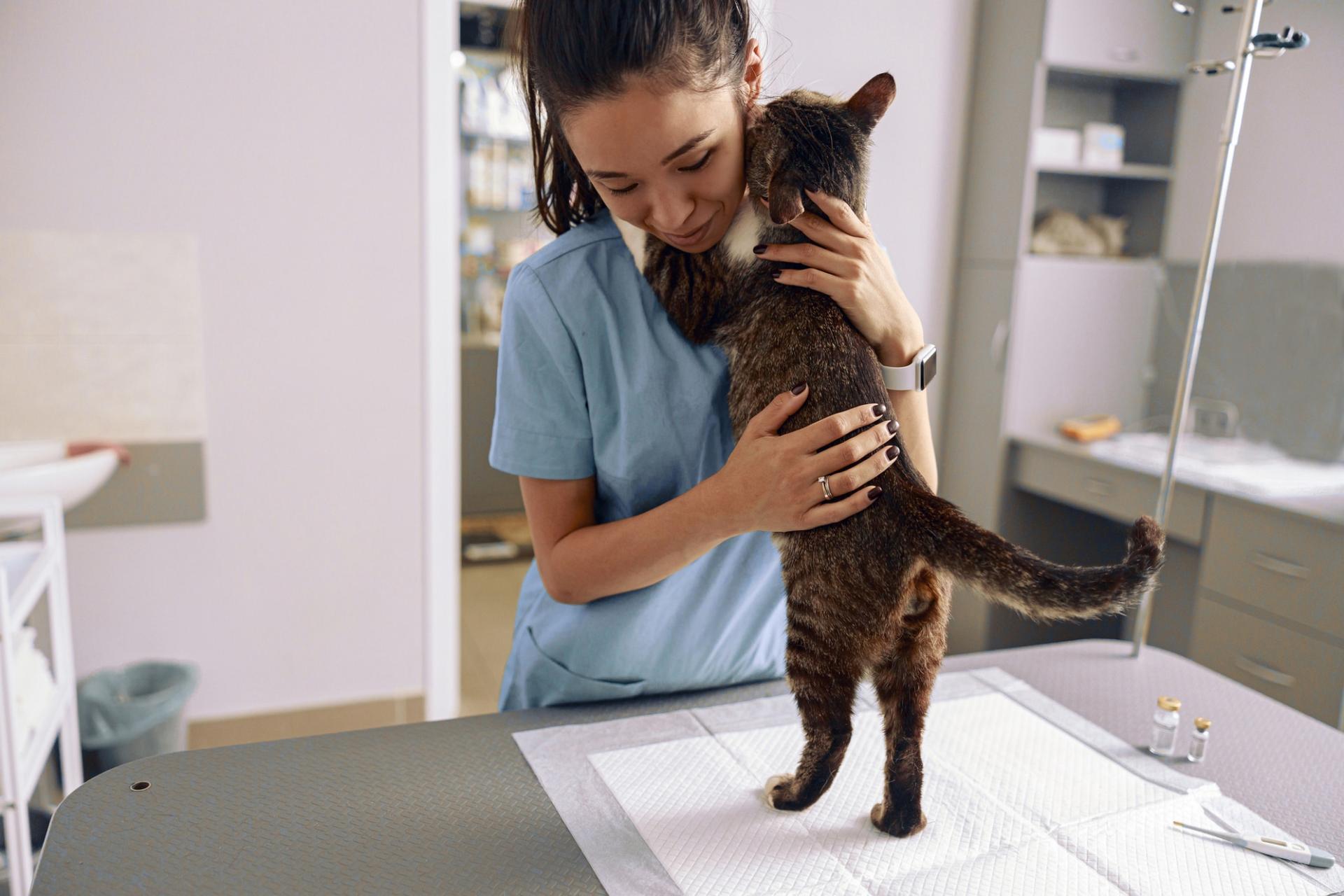 Il gatto faceva le fusa, e il padrone: “È questo quel suono strano!” Storie incredibili dai veterinari — Famiglia