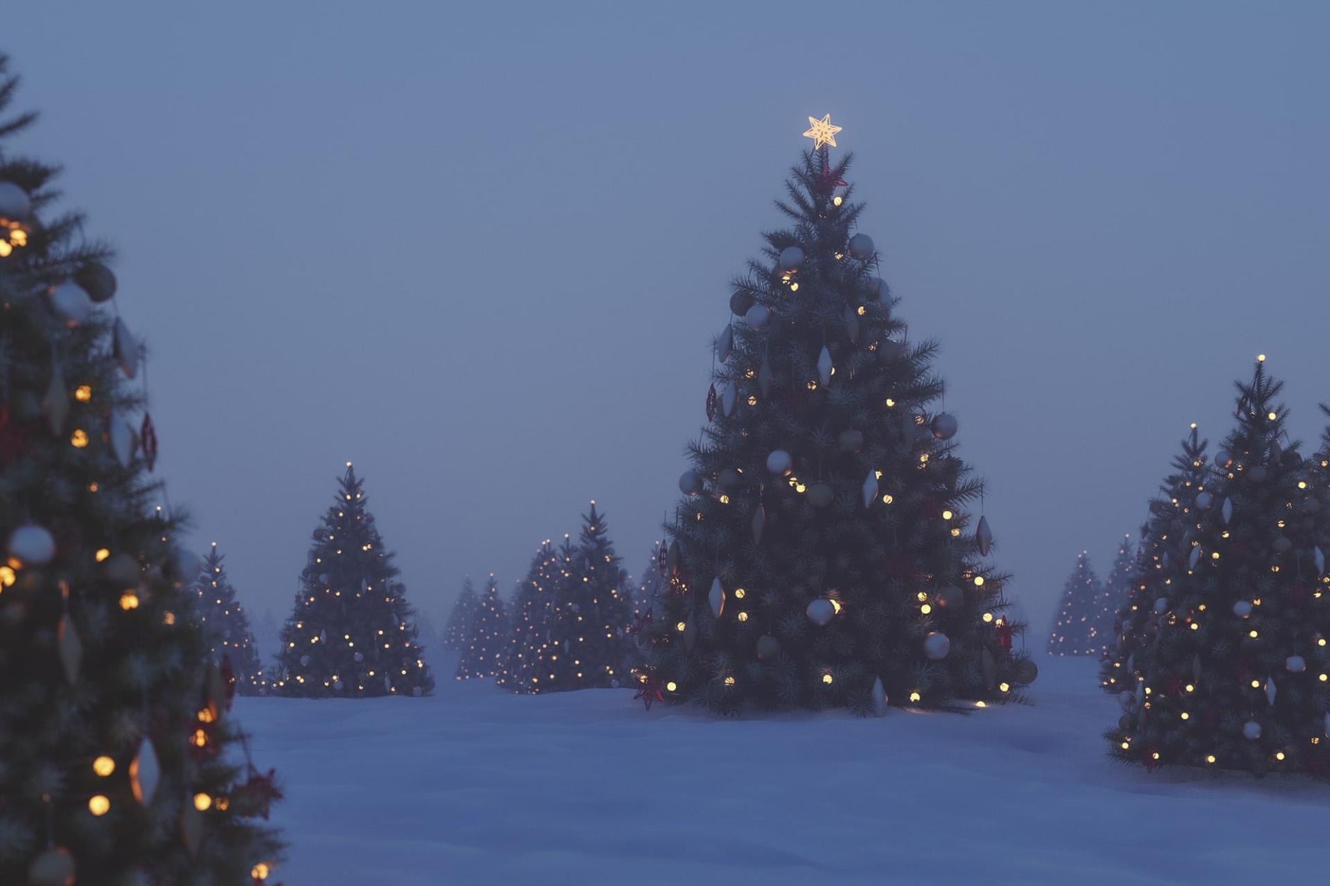 Which Christmas Tree Do You Choose? It Reveals a Unique Trait About You — Lifestyle