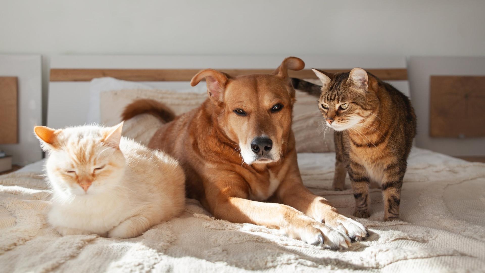 Hassen Hunde wirklich Katzen? Das sagt der Experte — Familie