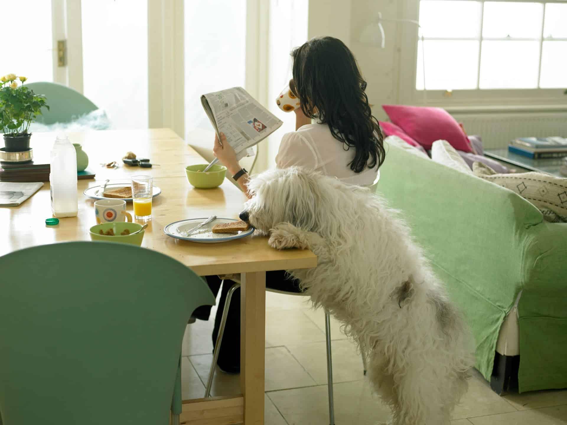 5+1 objets dans ta maison qui peuvent être dangereux pour ton chien — Famille