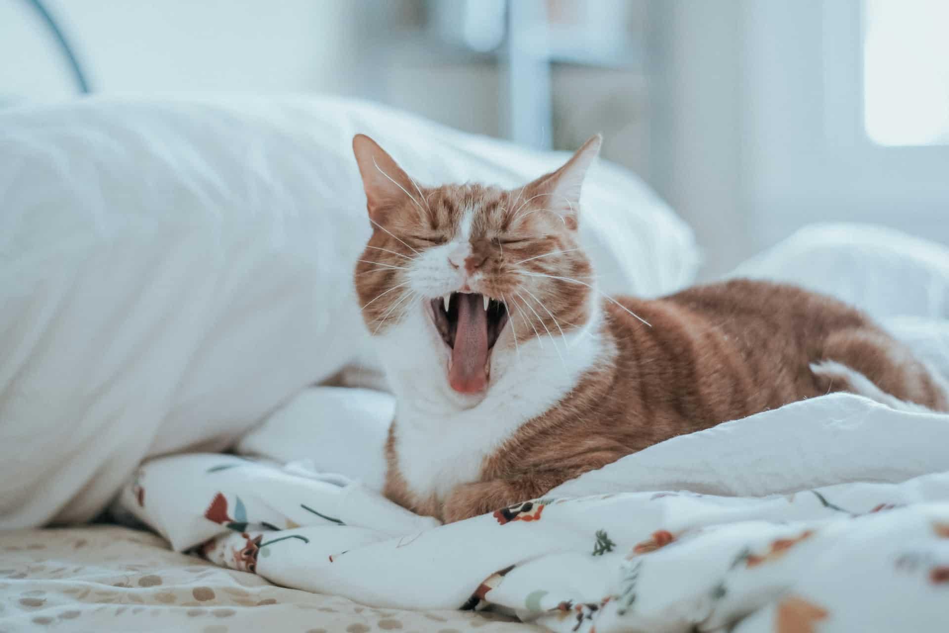 What Would Your Cat Say to You If It Could Talk? Take the Quiz — Family