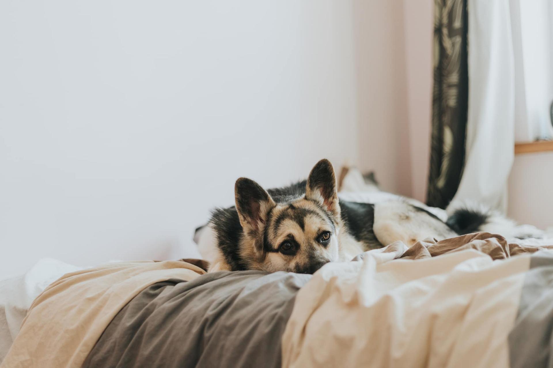 Hat dein Hund Angst? So erkennst du die Stressanzeichen — Familie