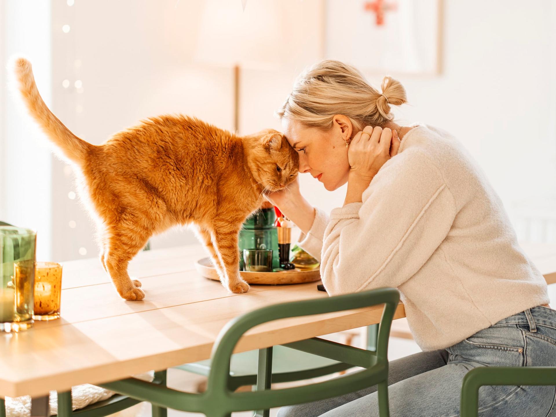 Les chats sentent la pluie venir. Voici tout ce qu’ils peuvent prédire — Famille