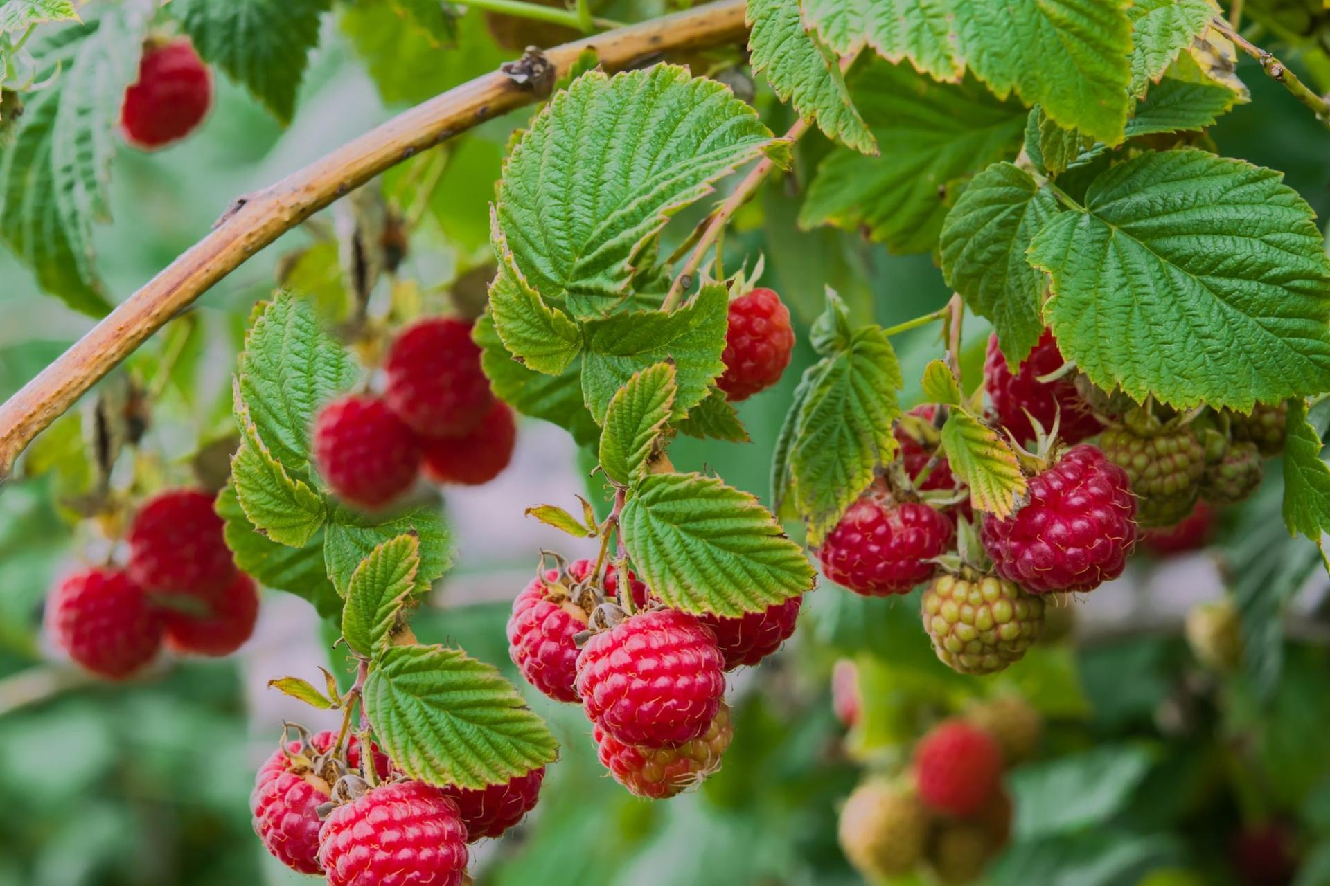 5 arbusti da frutto bellissimi e produttivi: è ancora il momento giusto per piantarli — Giardino e terrazza