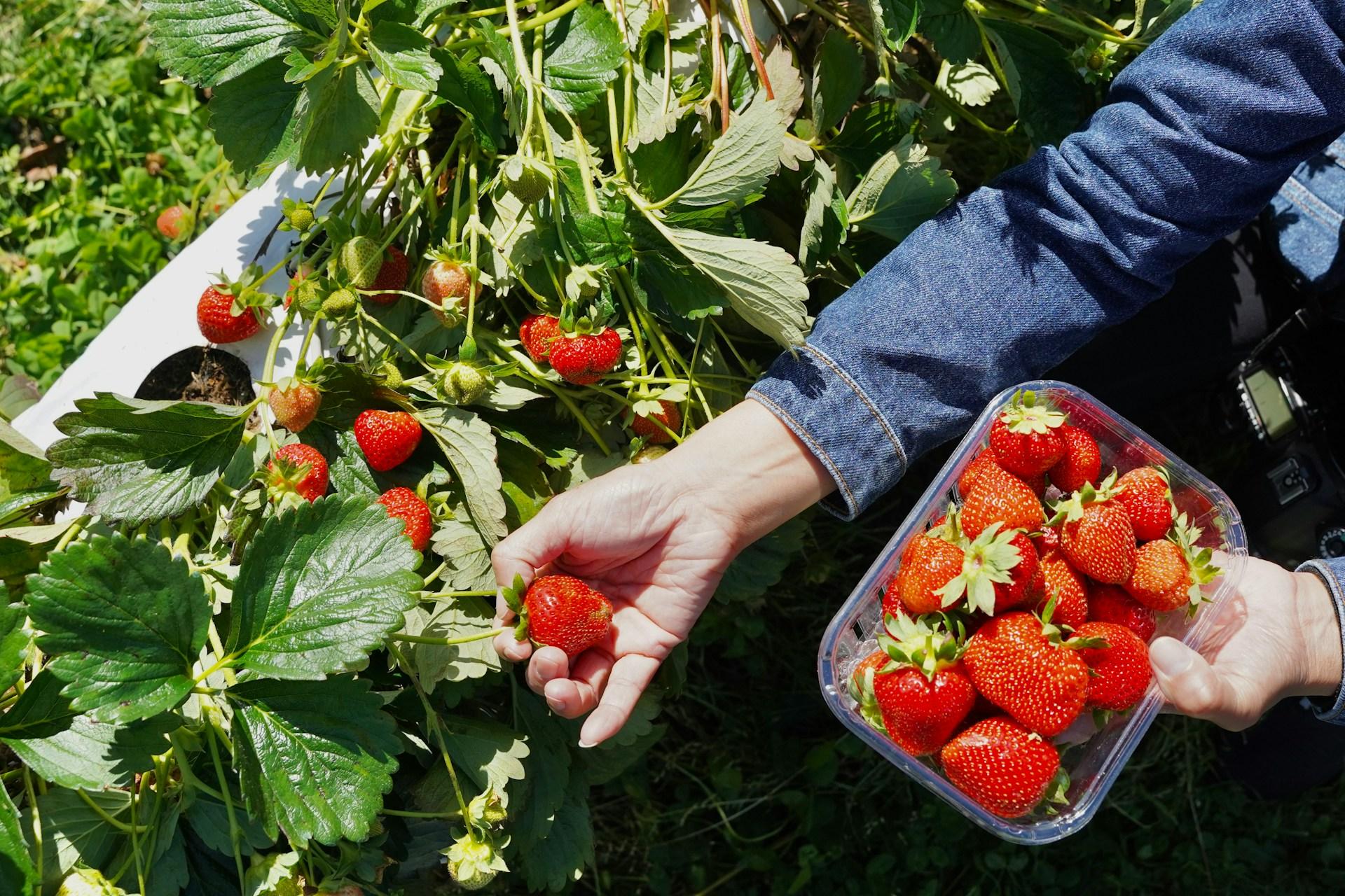6 Früchte, die du viel günstiger selbst anbauen kannst — Garten & Terrasse