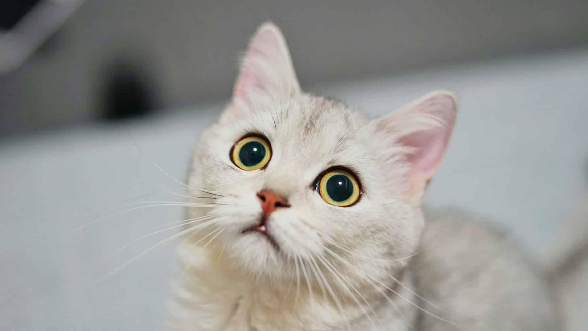 When the Ears Turn Sideways, Your Cat Is Annoyed – Cat Language for Beginners — Family