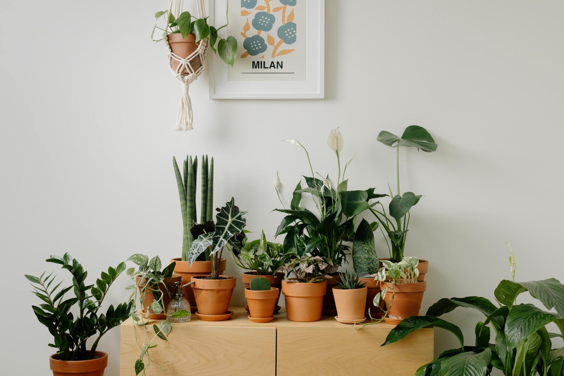 Houseplants That Help Cool Your Space in Summer — and Look Gorgeous — Decor