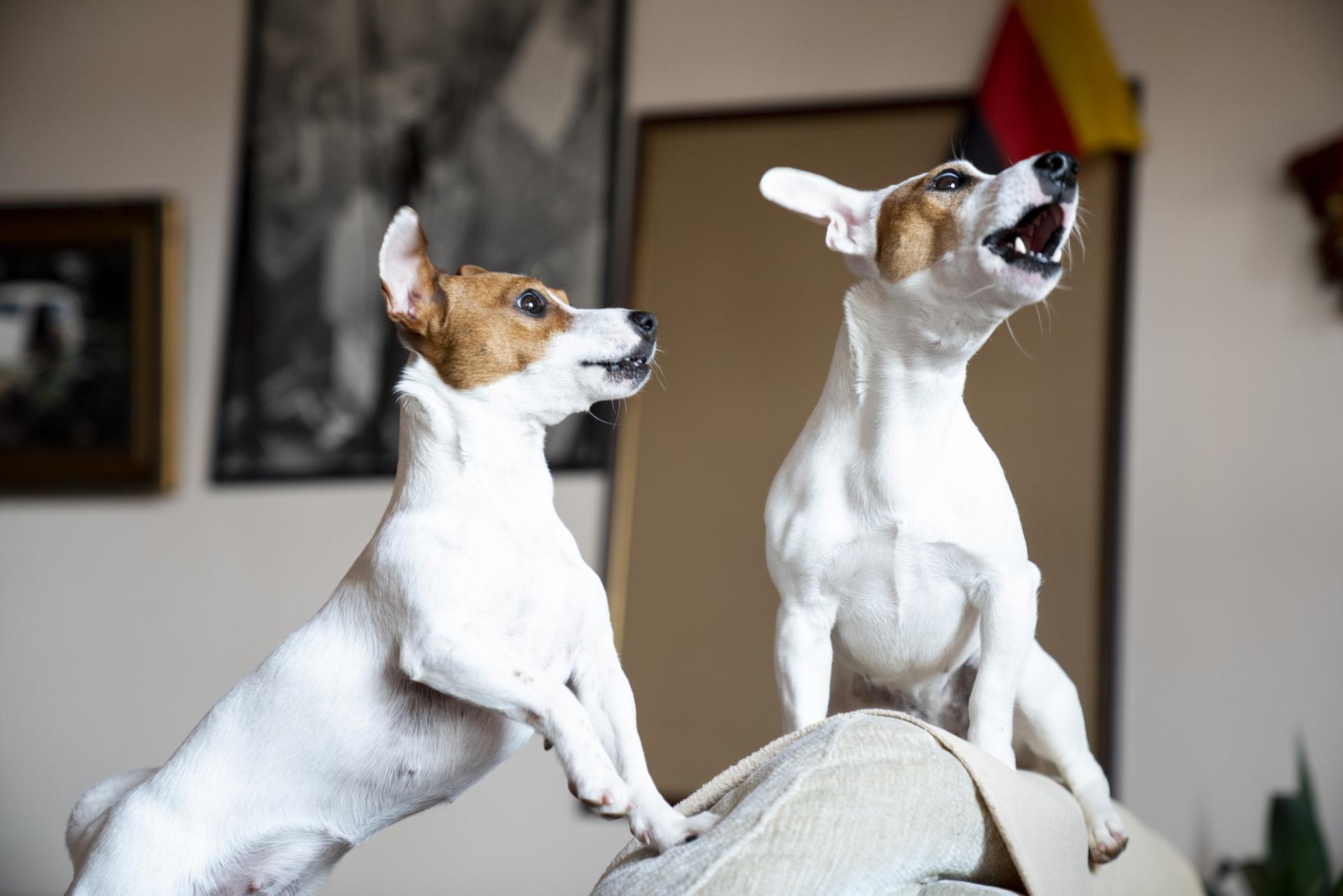 Perché il tuo cane abbaia così tanto? Ecco le 6 cause più comuni — Famiglia