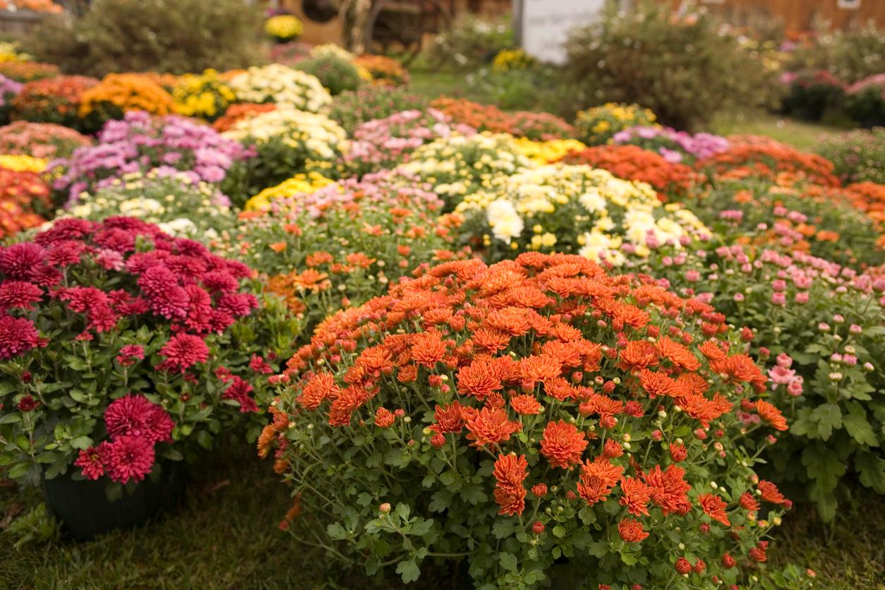 Les plus belles fleurs d’automne pour illuminer votre jardin — Jardin et terrasse