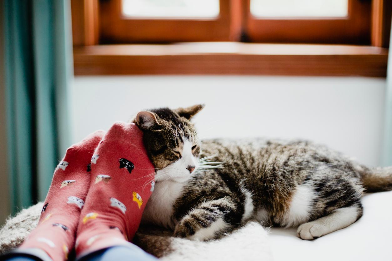 Chaussettes ou pieds nus : pourquoi certains ont-ils toujours froid ou transpirent-ils des pieds ? — Santé