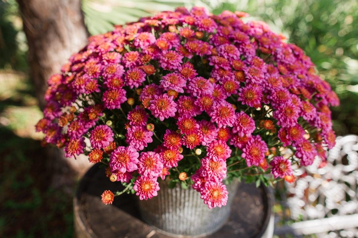 So bleibt die Chrysantheme im Topf dauerhaft schön — Garten & Terrasse
