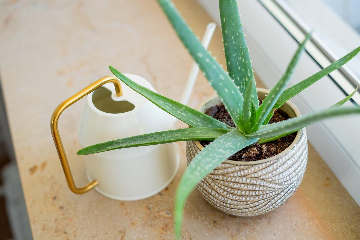 Top des "plantes anti-odeurs" – et où les placer — Jardin et terrasse