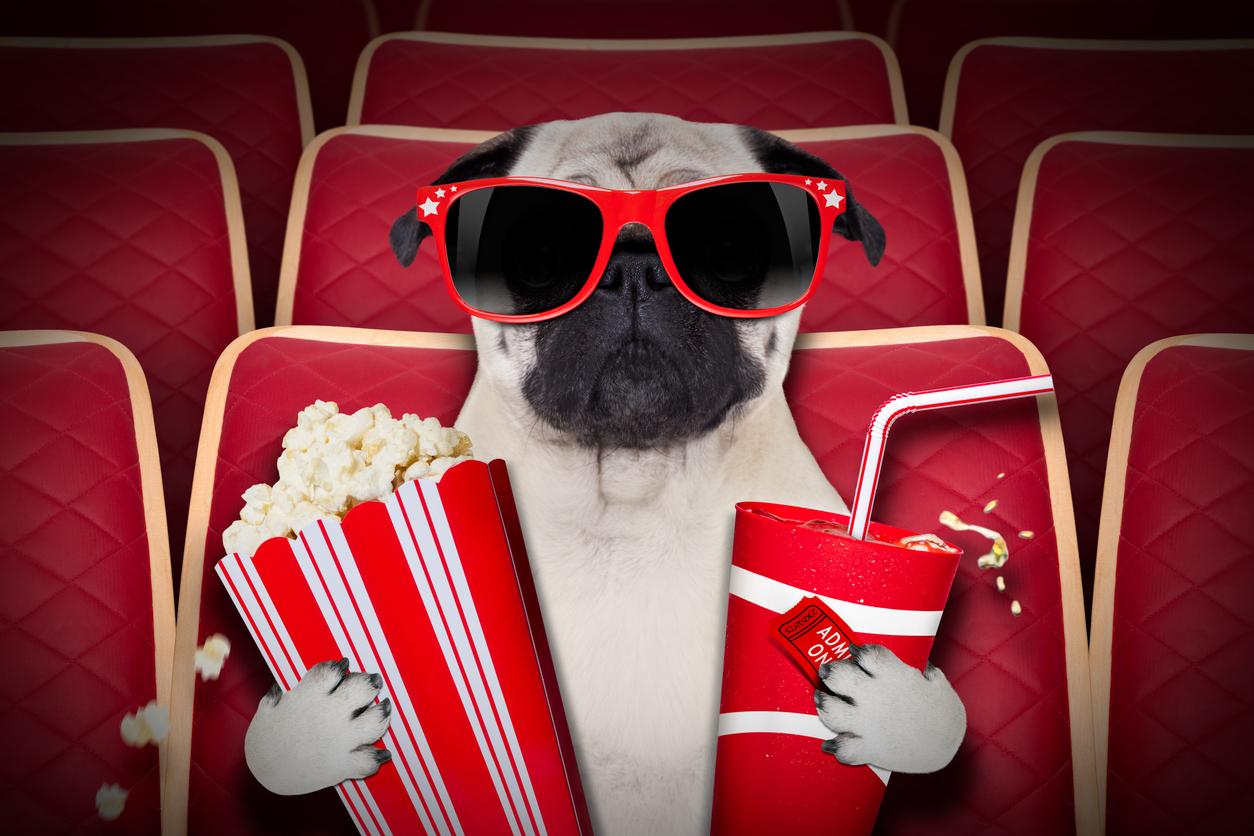 Au Royaume-Uni, aller au cinéma avec son chien est déjà courant – Et si on adoptait la tendance ? — Loisirs