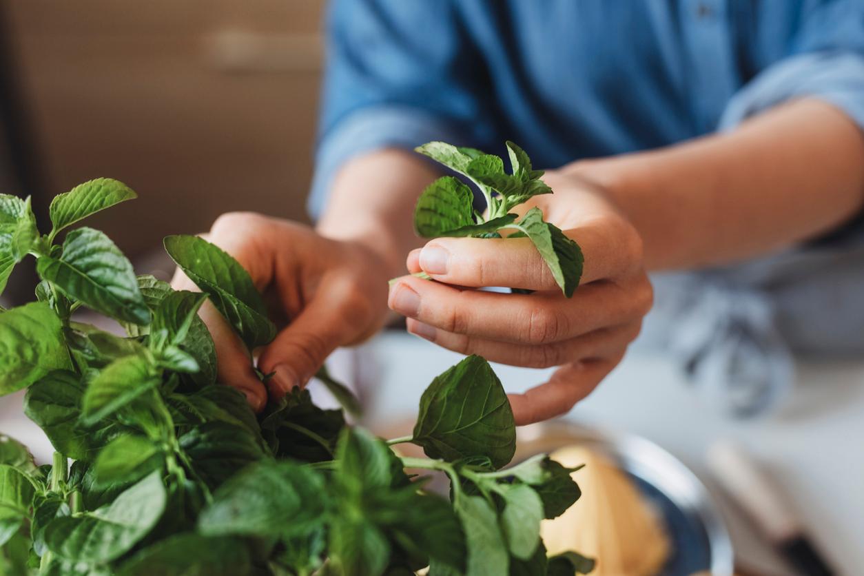 L’odeur de cette plante réduit l’appétit – prouvé scientifiquement — Santé