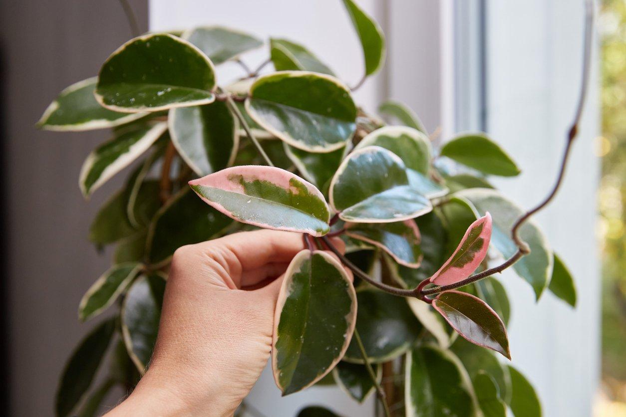 Queste piante da interno puliscono poco l’aria: ecco perché non comprarle solo per questo — Giardino e terrazza
